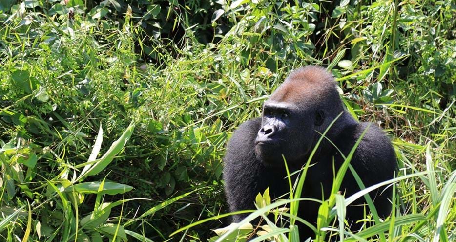 Western lowland gorilla, Tonga living wild in Gabon, Africa in The Aspinall Foundation's protected release project