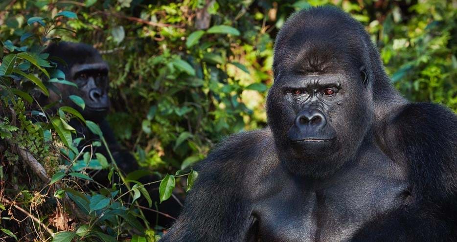 Western lowland gorilla, Djala living wild in Africa in The Aspinall Foundation's protected release project