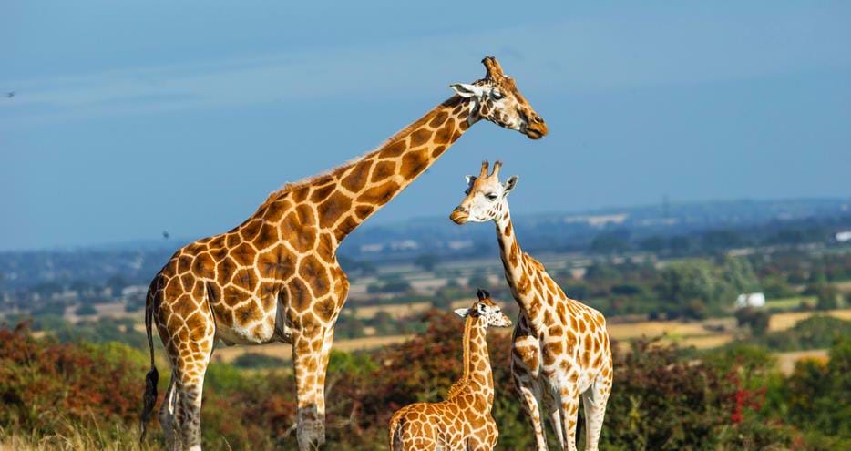 Rothschild giraffes at Port Lympne Hotel and Reserve in Kent, UK