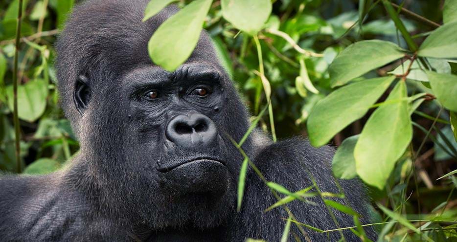 Western lowland gorilla silverback Djala at The Aspinall Foundation's conservation project in Gabon