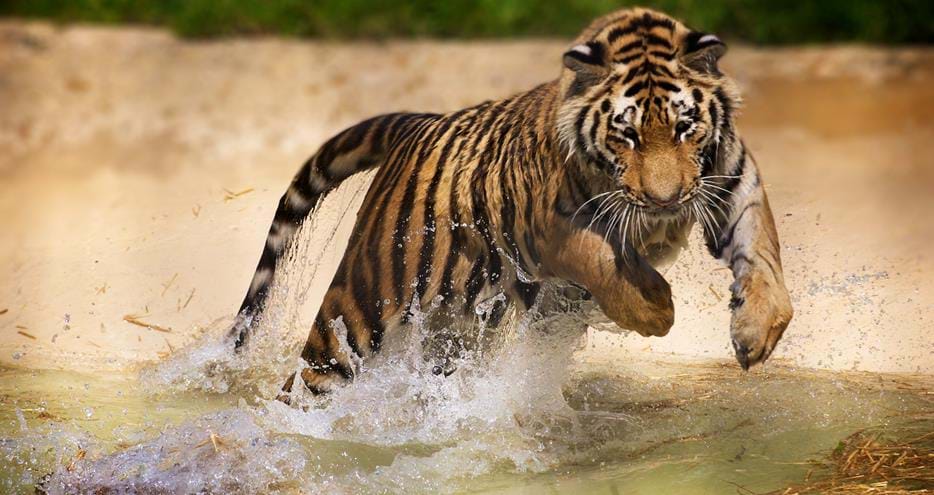 Siberian Tiger at Howletts Wild Animal Park in Kent