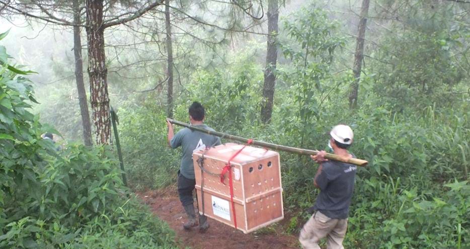 Releasing primates into the wild at The Aspinall Foundation's Java project