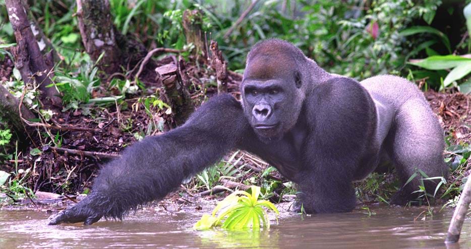 Wild western lowland gorilla Bangah at The Aspinall Foundation's gorilla project in Congo