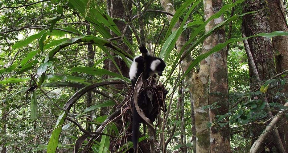 Black and white ruffed lemur and baby at The Aspinall Foundation's conservation project in Madagascar