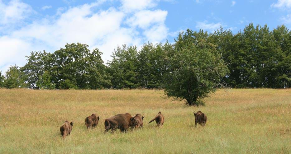 European bison released in Romania by The Aspinall Foundation conservation charity