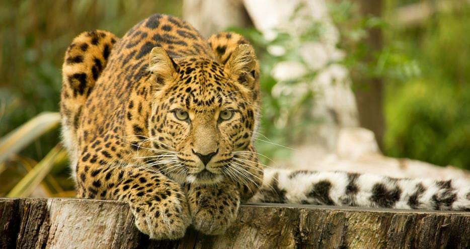 Northern Chinese leopard at Howletts Wild Animal Park in Kent