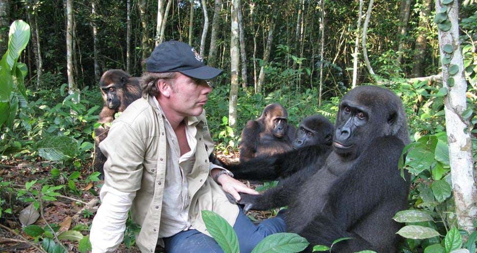 Damian Aspinall reunited with gorilla Kwibi and family after his release into the wild by The Aspinall Foundation
