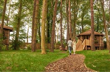 Forest Hideaway