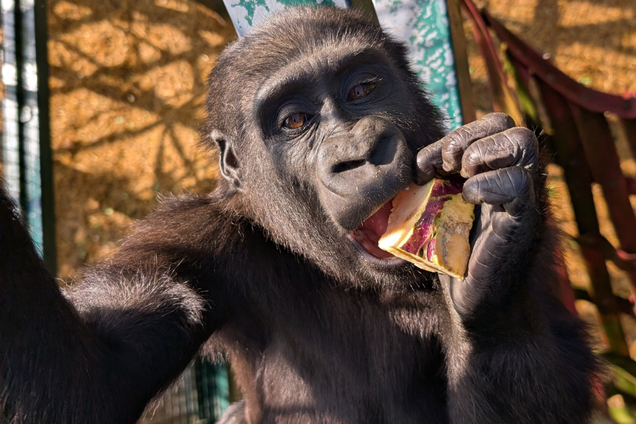 Joni the Gorilla
