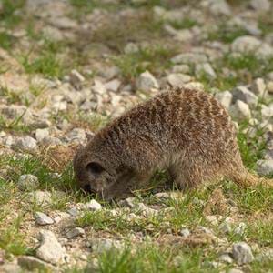 Banded Mongoose at Port Lympne Hotel & Reserve in Kent