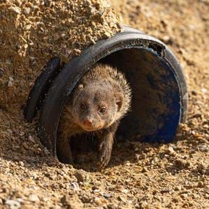 Banded Mongoose at Port Lympne Hotel & Reserve in Kent