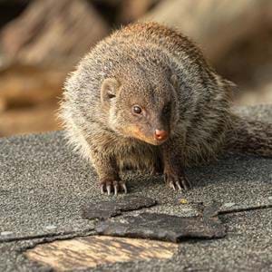 Banded Mongoose at Port Lympne Hotel & Reserve in Kent