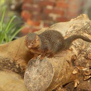dwarf mongoose at Port Lympne Hotel & Reserve in Kent