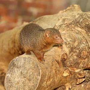 dwarf mongoose at Port Lympne Hotel & Reserve in Kent