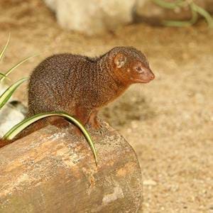 dwarf mongoose at Port Lympne Hotel & Reserve in Kent