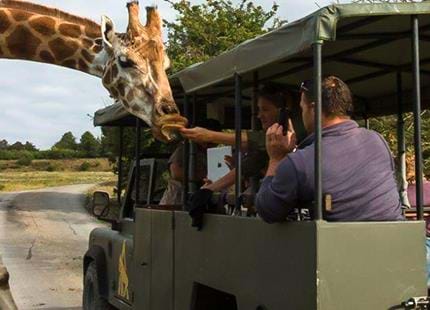 Platinum safari experience at Port Lympne Hotel & Reserve in Kent