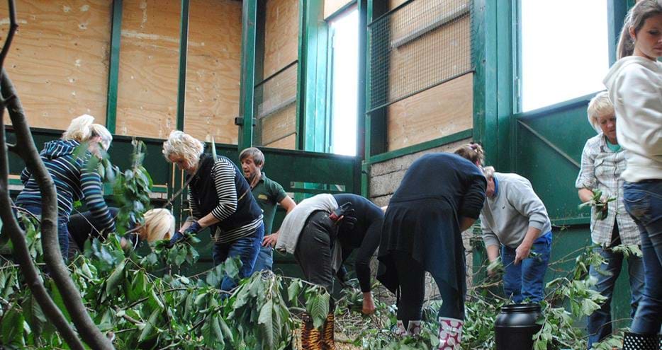 Volunteers at Port Lympne Hotel and Reserve in Kent