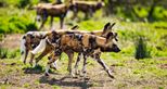 African painted dogs at Port Lympne Hotel & Reserve in Kent UK