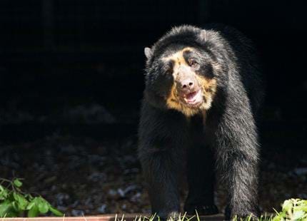 Spectacled bear, Oberon, at Port Lympne Hotel & Reserve in Kent, UK