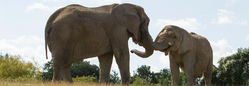 See the UK largest herd of African elephants at Howletts Wild Animal Park in Kent