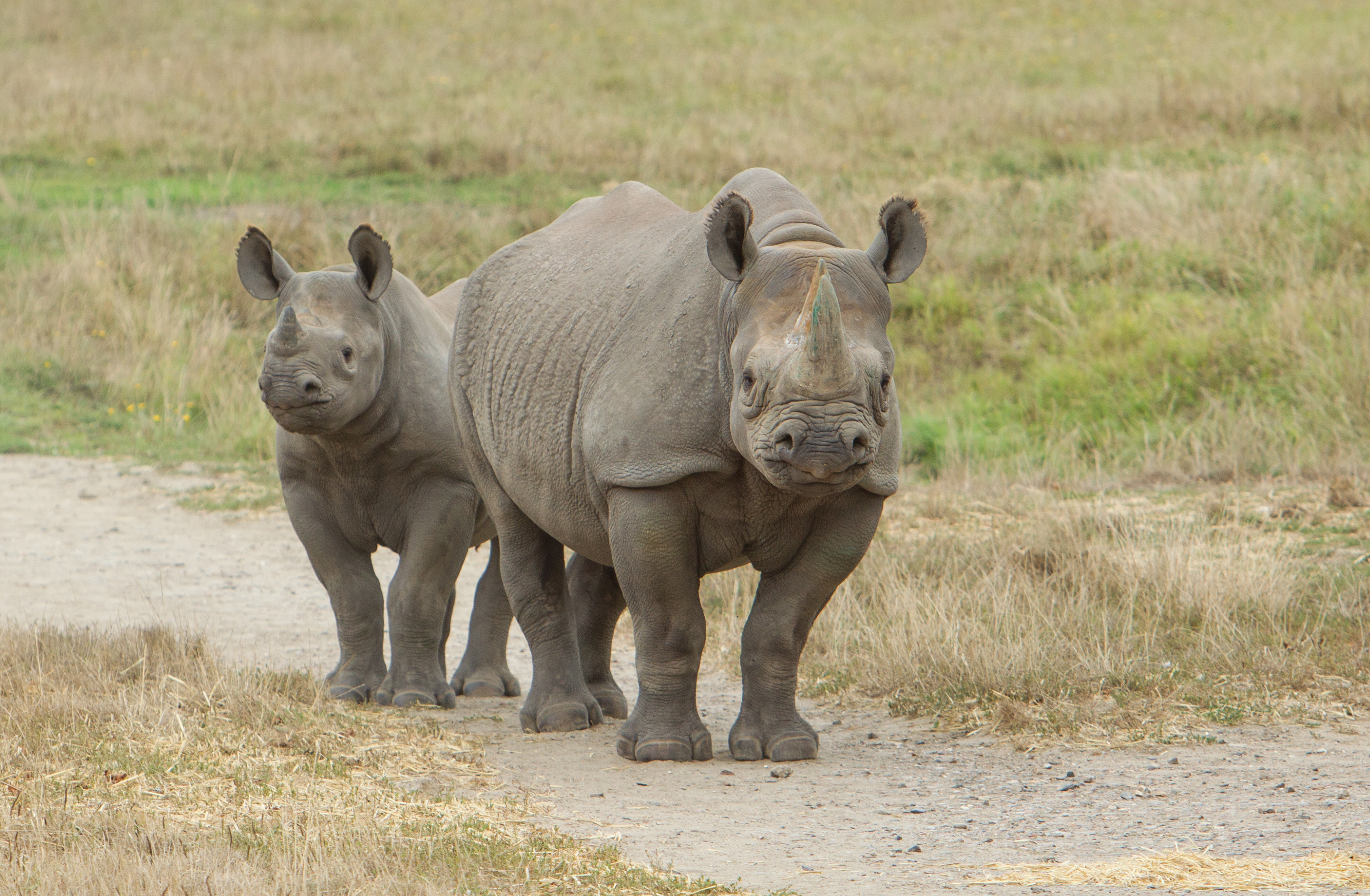 Learn More About The Eastern Black Rhino The Aspinall Foundation