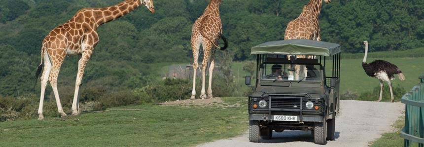 Safari experience at Port Lympne Hotel & Reserve in Kent
