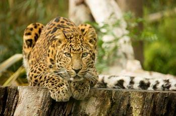 Northern Chinese leopards