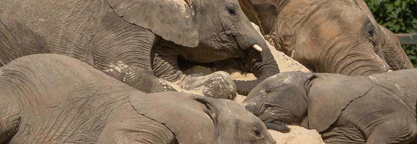 UK's largest African elephant herd laying on their donated sand pile at Howletts Wild Animal Park