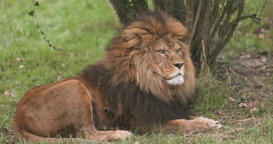 Barbary lion at Port Lympne Hotel & Reserve in Kent