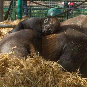 Baby gorilla born at Howletts Wild Animal Park in Kent in 2016