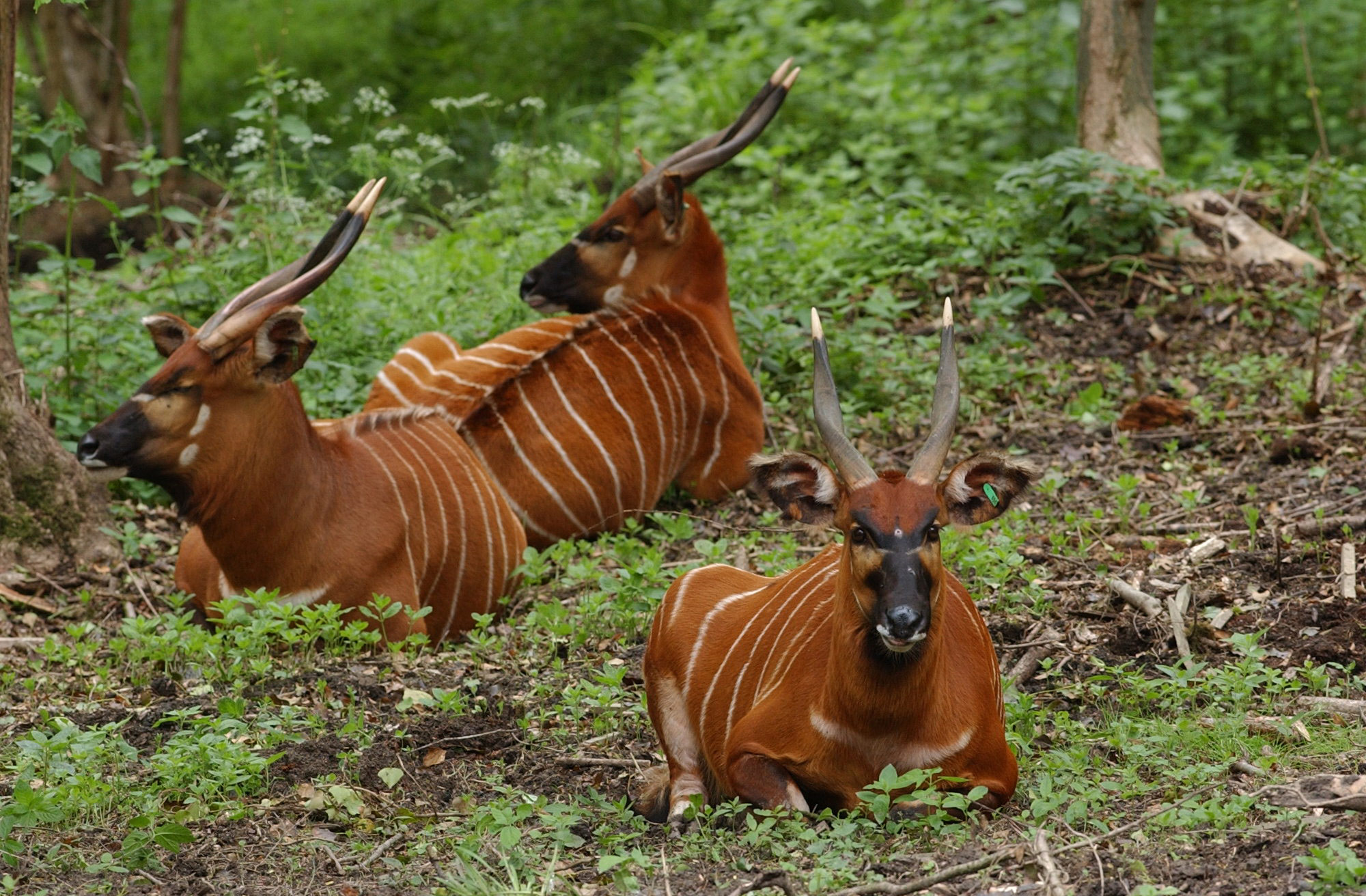 Saving the Bongo antelope - The Aspinall Foundation | The Aspinall ...