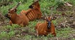 Bongo herd at Port Lympne Hotel and Reserve in Kent