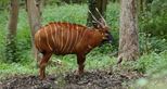 Bongo at Port Lympne Hotel and Reserve in Kent