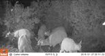 Wild bongo caught on camera trap by The Aspinall Foundation