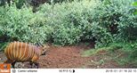 Bongo caught on camera trap donated by The Aspinall Foundation