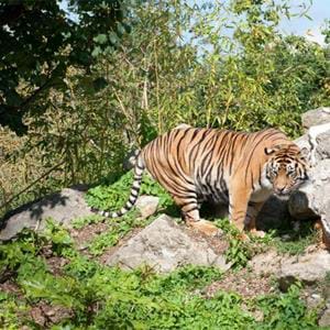 Amur tiger, Indah at Howletts Wild Animal Park in Kent
