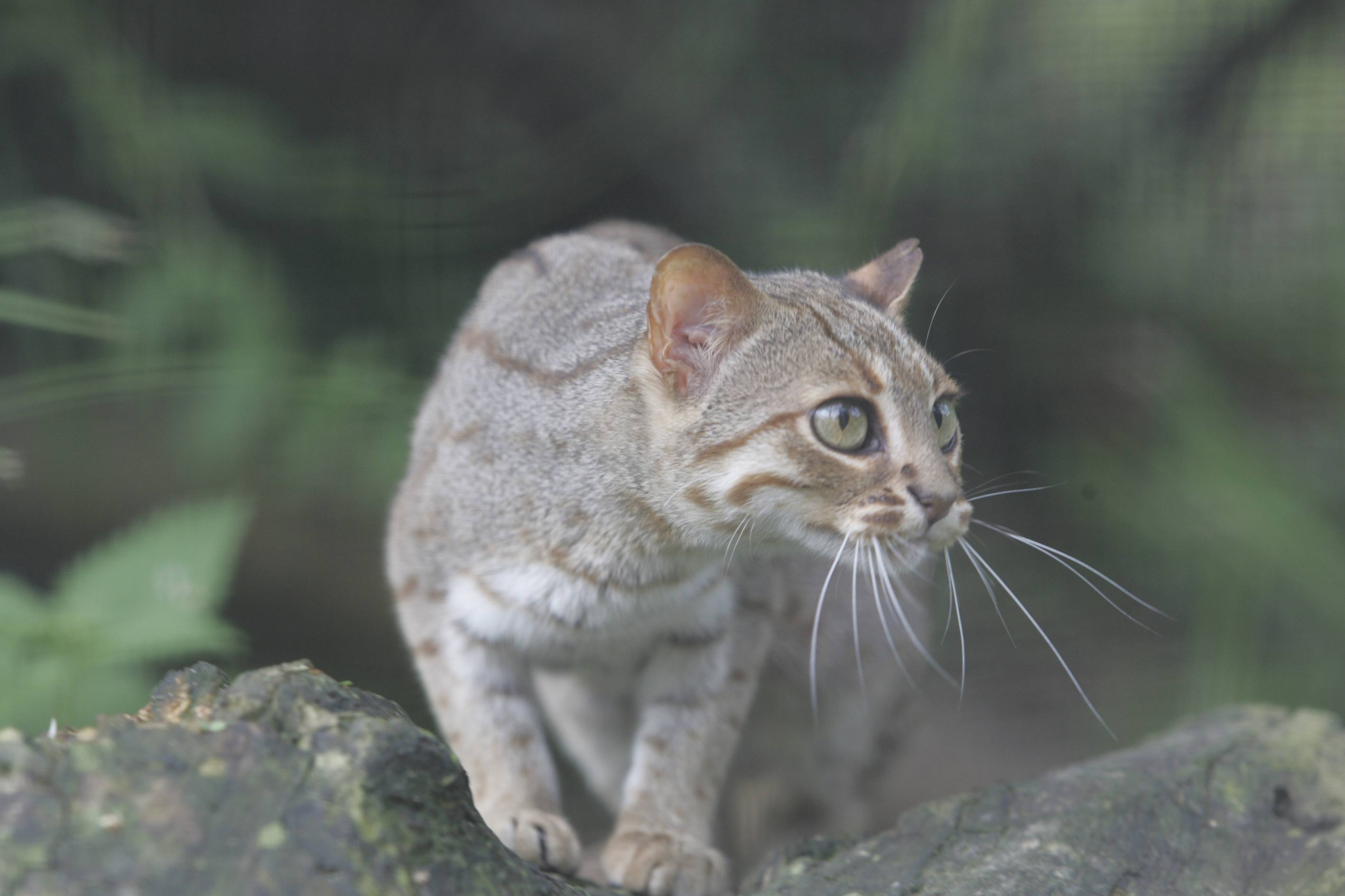 Adopt a rusty spotted sales cat