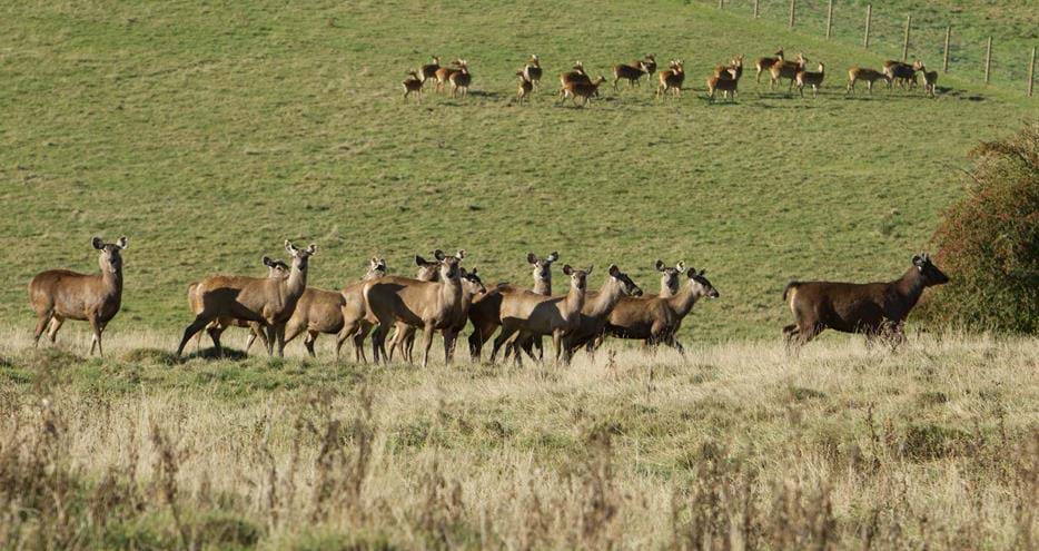 Sambar deer at Port Lympne Hotel & Reserve in Kent, UK