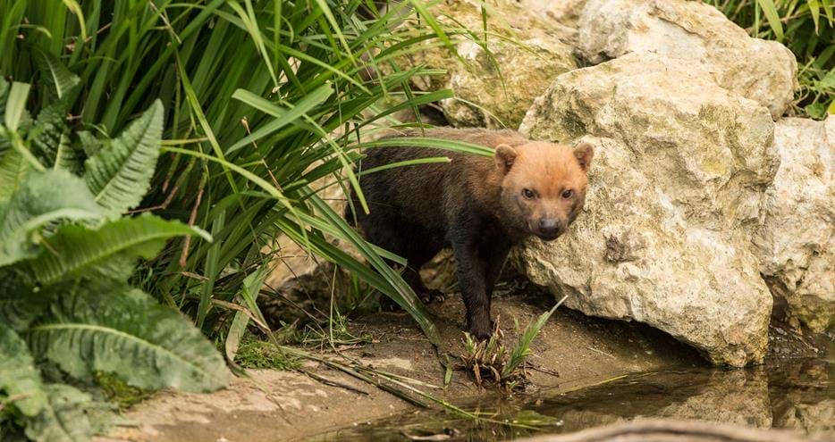 Bush dog at Port Lympne Hotel & Reserve in Kent, UK