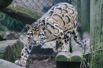 Clouded Leopard