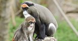 De Brazza at Port Lympne Hotel & Reserve in Kent, UK