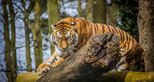 Amur or Siberian tiger at Port Lympne Hotel & Reserve in Kent, UK