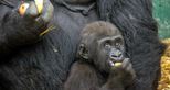 Western Lowland Gorilla baby at Port Lympne Hotel & Reserve in Kent, UK