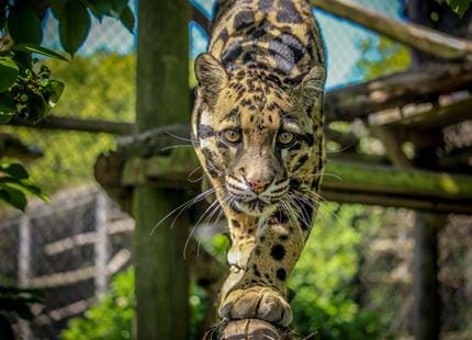 Clouded leopard at Howletts Wild Animal Park in Kent