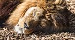 Barbary lion, Adras, at Port Lympne Hotel & Reserve in Kent, UK
