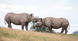 Eastern black rhinos Kasungu and Rukuru at Port Lympne Hotel and Reserve in Kent