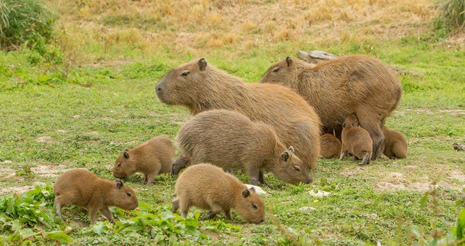 Capybara facts - Visit them at Howletts & Port Lympne | The Aspinall ...