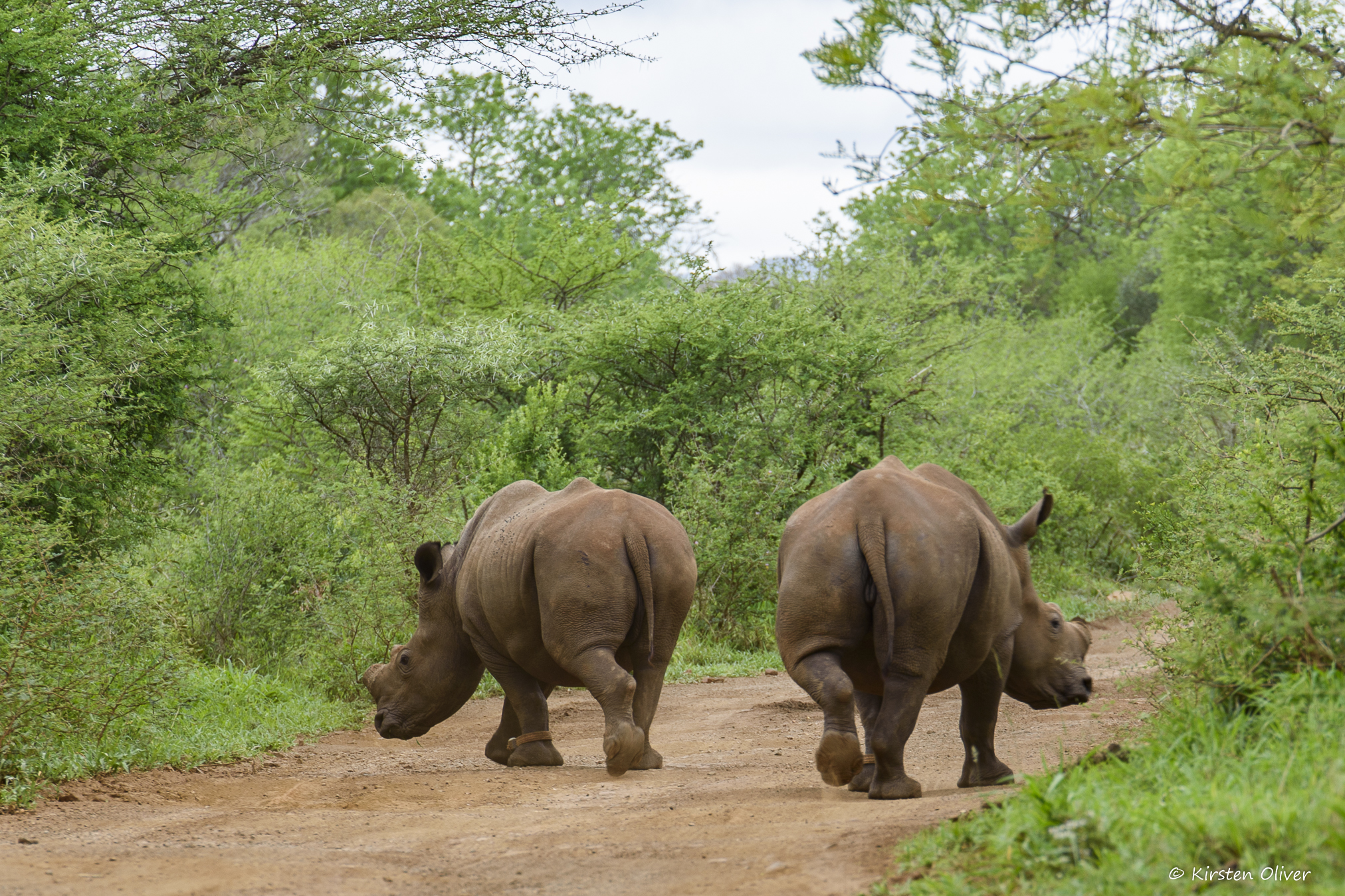 Orphan rhino translocation by The Aspinall Foundation The