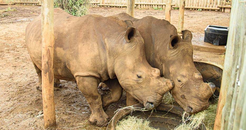 Rhino Rescue Centre - The Rhino Orphanage