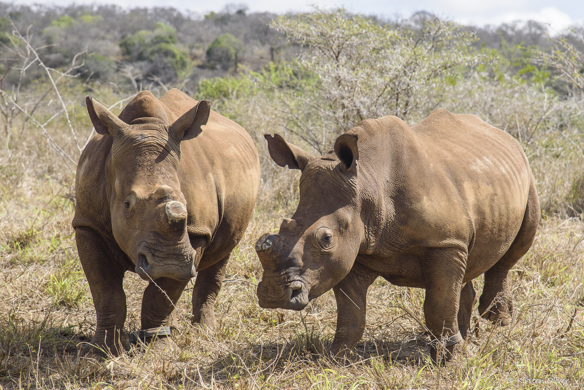 Orphan rhino translocation by The Aspinall Foundation The